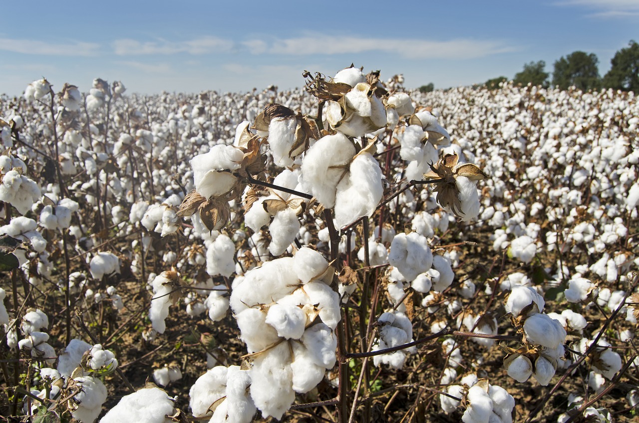 Cotton field by Jim Black via Pixabay